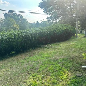 Bush Trimming by Reyes Brothers Multiservices llc reviewed on August 19, 2025