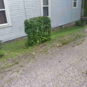 Bush Trimming by TNT  Lawn & Landscaping reviewed on August 16, 2025