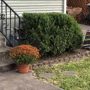 Bush Trimming by Top Notch Washing and Lawn Care reviewed on August 19, 2025