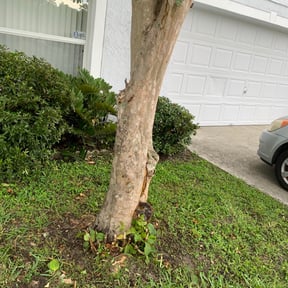 Bush Trimming by Nicks 20/20 lawn care reviewed on August 17, 2025