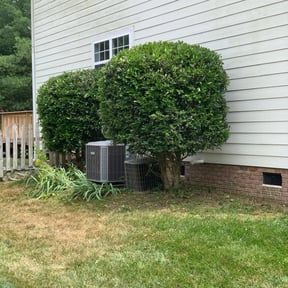 Bush Trimming by American Dream Lawn and Services reviewed on August 20, 2025