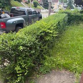 Bush Trimming by All About Grass reviewed on May 24, 2026