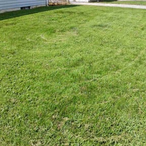 grass maintenance by 618'S Snappin Out Lawn Care reviewed on May 17, 2025
