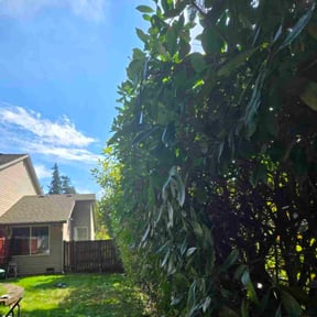 Bush Trimming by Alwright Landscaping and Lawncare LLC reviewed on November 20, 2025