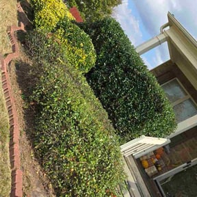 Bush Trimming by Strike Force (Main) reviewed on November 23, 2025