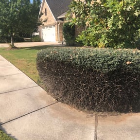 Bush Trimming by Okie Lawn and Landscape reviewed on August 19, 2025