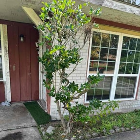 Bush Trimming by Real care property maintenance reviewed on November 20, 2025