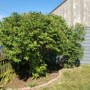 Bush Trimming by Forbes Mowing and Landscaping L.L.C. reviewed on August 15, 2025