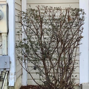 Bush Trimming by Upson Lawn Care reviewed on August 17, 2025