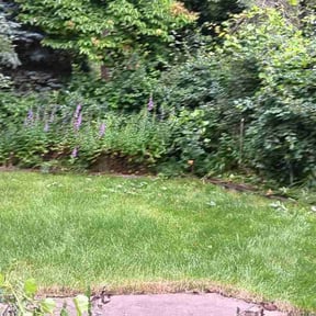 Bush Trimming by CH Lawn Service reviewed on August 16, 2025