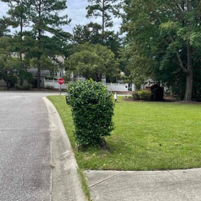 Bush Trimming by J.V LANDSCAPING BEARS reviewed on November 18, 2025