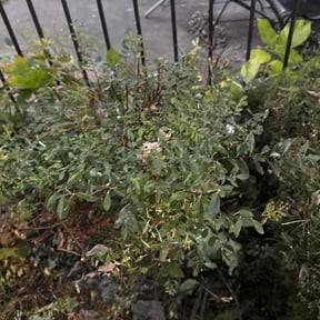 Bush Trimming by God&#039;s Gift Lawncare, LLC reviewed on November 4, 2025