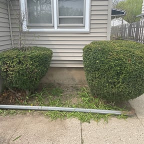 Bush Trimming by S&M lawn and tree service llc reviewed on August 15, 2025