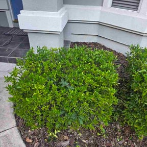 Bush Trimming by Haygood Cleaning, Painting &amp; Lawn Care LLC reviewed on August 6, 2026