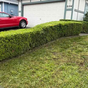 Bush Trimming by Punchlist lawncare reviewed on April 11, 2026