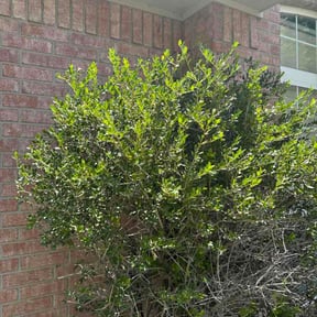 Bush Trimming by Vero one landscaping reviewed on July 26, 2026