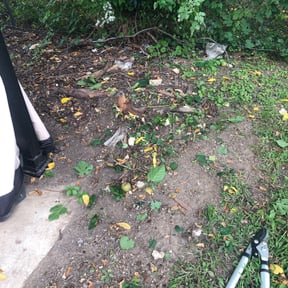 Bush Trimming by Christian Brothers Maintenance reviewed on April 4, 2025