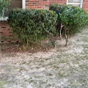 Bush Trimming by Dura Yard Service reviewed on August 20, 2025