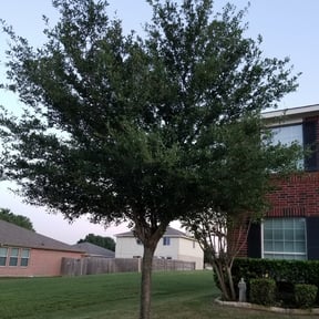 Bush Trimming by Greenview Lawn Solutions llc reviewed on August 17, 2025