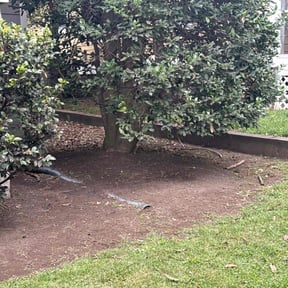 Flower Bed Weeding by Ed&#039;s landscaping reviewed on October 19, 2025