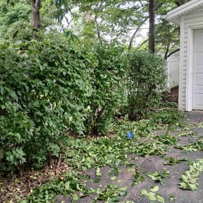 Bush Trimming by Fmlandndmore@gmail.com reviewed on July 11, 2025