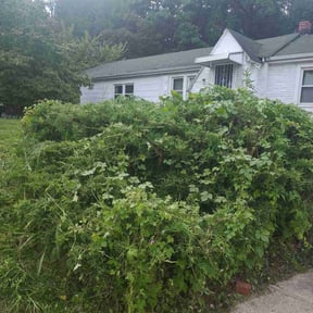 Bush Trimming by Pellot Ayala Landscaping Inc reviewed on August 18, 2025