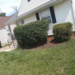 Bush Trimming by Douglas Lawn and Services LLC reviewed on July 11, 2026