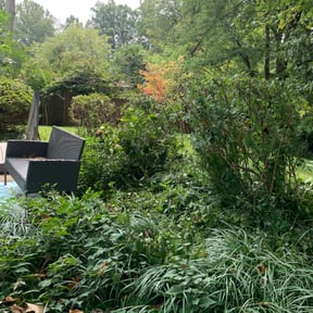 Bush Trimming by Sunlight Property Services reviewed on November 24, 2025