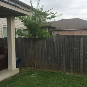 Bush Trimming by Honey Do’s Landscaping LLC reviewed on August 17, 2025