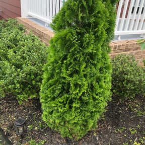 Bush Trimming by AAA Aponte Services LLC reviewed on August 16, 2025