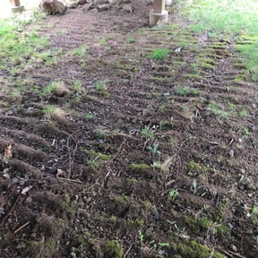 Leaf Removal by Sky Lawns reviewed on December 8, 2024