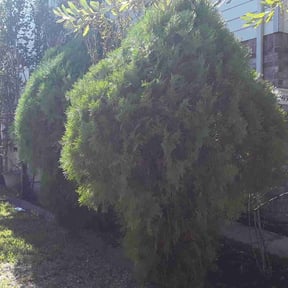 Bush Trimming by B&t lawn servicee reviewed on August 15, 2025