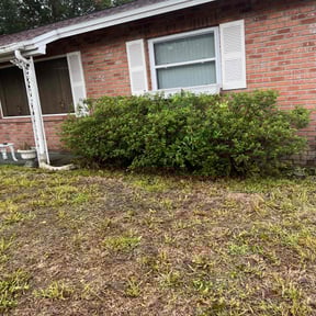 Bush Trimming by Sw services 1 reviewed on August 21, 2025