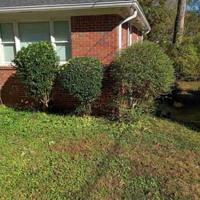 Bush Trimming by Supreme lawn srevice reviewed on March 21, 2025