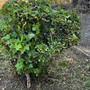 Bush Trimming by Alex lawn care reviewed on November 4, 2025