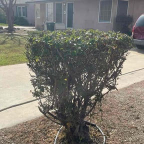 Bush Trimming by Rolf Johnson reviewed on June 9, 2026