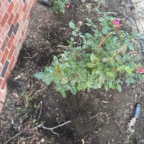 Flower Bed Weeding by MVD Lawncare LLC reviewed on June 6, 2026