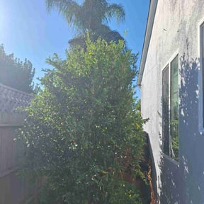 Bush Trimming by Choice Specialties LLC reviewed on October 24, 2025