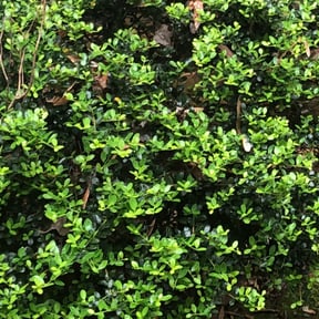 Bush Trimming by Crews Lawn Care reviewed on August 20, 2025