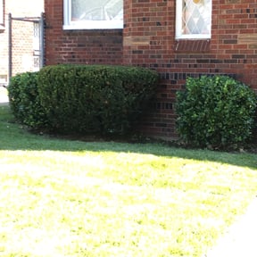 Bush Trimming by TwinEagleLandscaping reviewed on August 18, 2025