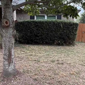 Bush Trimming by KCM Landscaping  reviewed on November 24, 2025