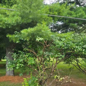 Bush Trimming by Year Round Yard Works reviewed on June 27, 2026