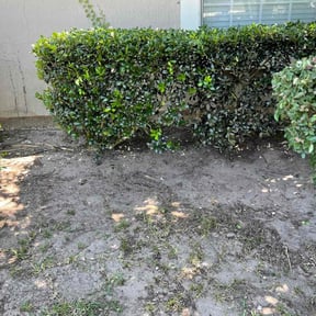 Bush Trimming by Francis lawn care reviewed on August 18, 2025