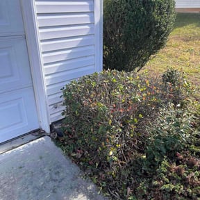 Bush Trimming by E-MACULATE LAWN CARE LLC reviewed on August 16, 2025