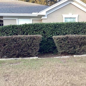 Bush Trimming by Clean green landscaping reviewed on November 21, 2025