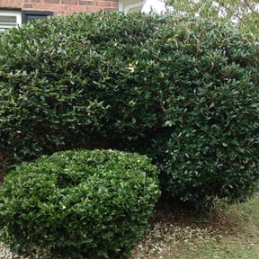 Bush Trimming by Mother Nature Cuts LLC reviewed on August 19, 2025
