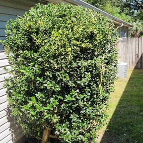 Bush Trimming by Boynton Landscaping reviewed on August 21, 2025