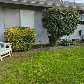 Bush Trimming by AC Power Wash and landscaping llc reviewed on January 24, 2026