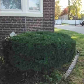 Bush Trimming by Green Turf Services reviewed on October 18, 2025