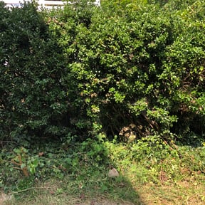 Bush Trimming by Terry Enterprises Lawn &amp; Landscaping reviewed on November 24, 2025